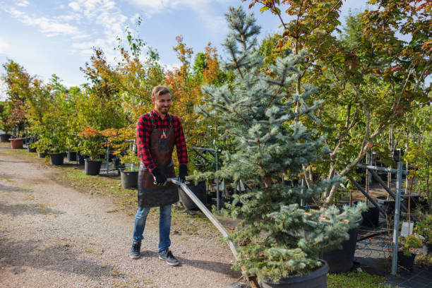 Best Emergency Tree Removal  in Montgomery Village, MD